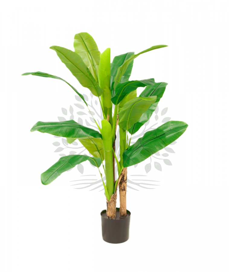 1-Platanera-130-amazon