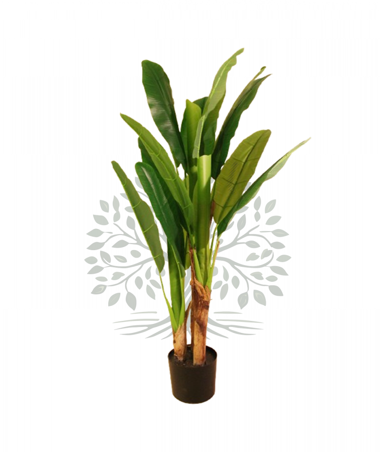 1b-amazon-ok-platanera-130
