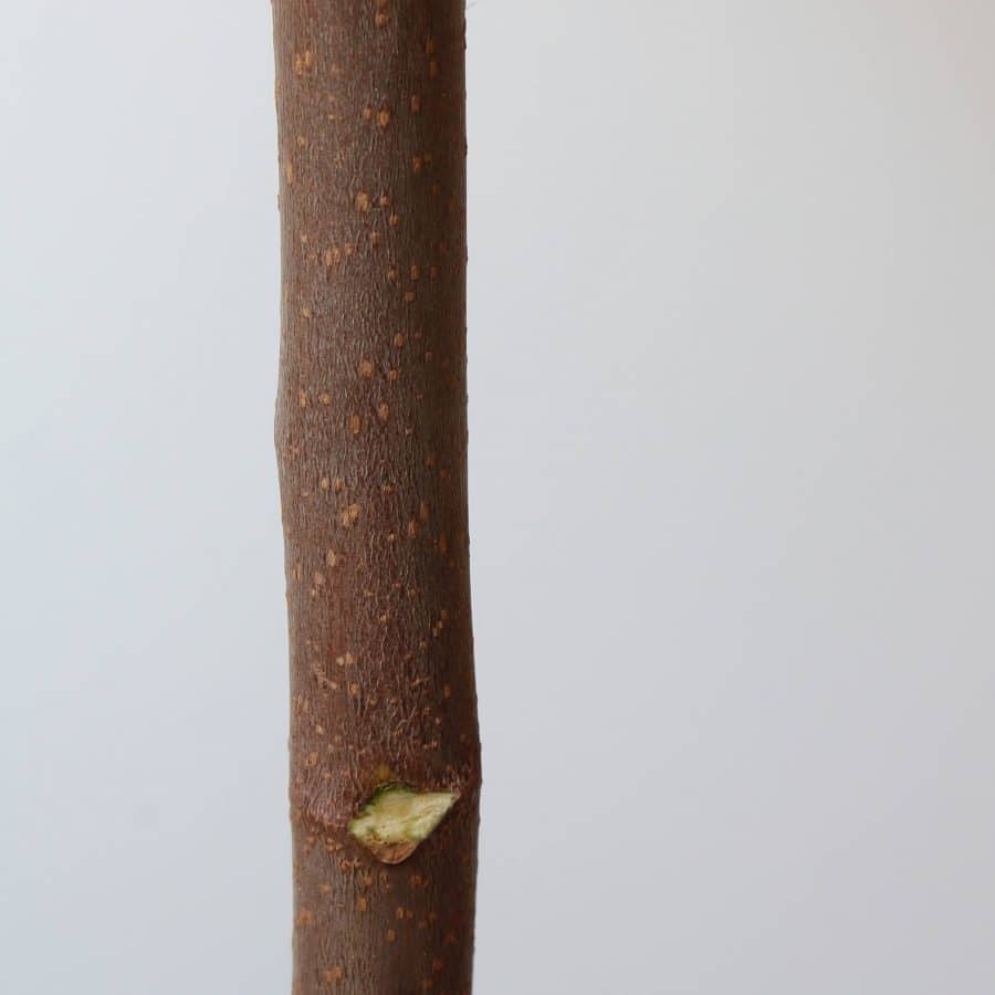 almendro-artificial-blanco-150-cm-selvavita-tronco
