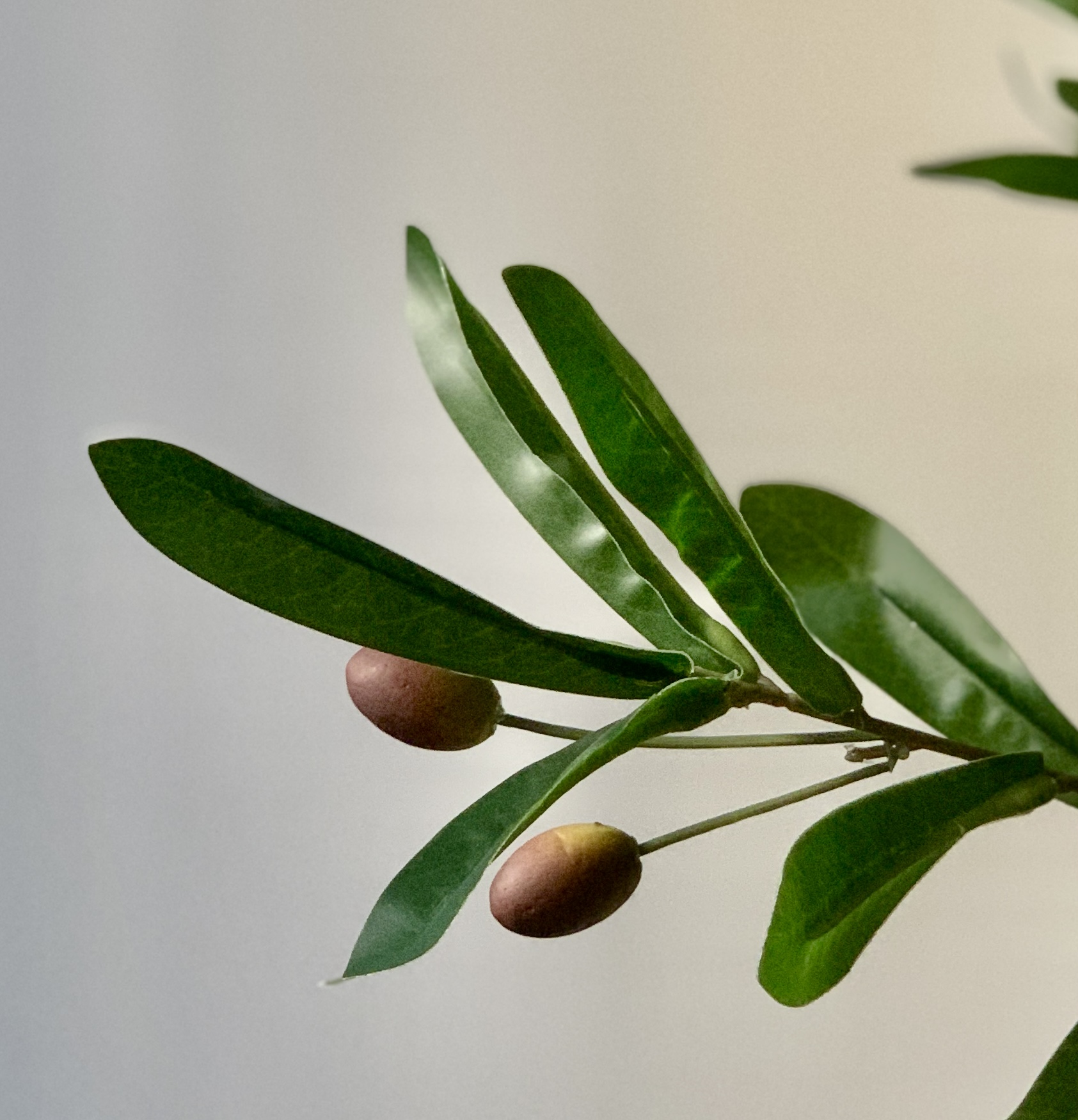 olivo-artificial-tronco-natural-realista-rama-olivo