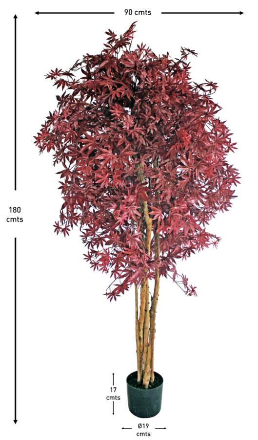 Arce canadiense rojo selvavita 180 cm