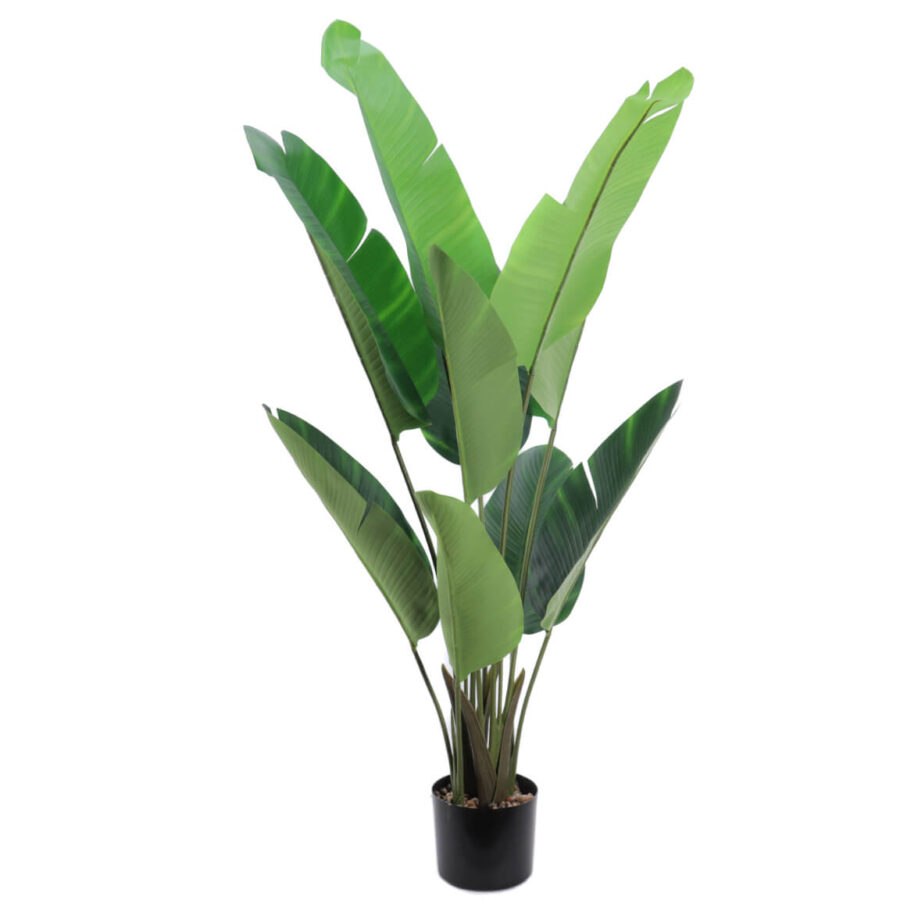 ave-del-pasairo-120-cm-selvavita-hoja-ancha