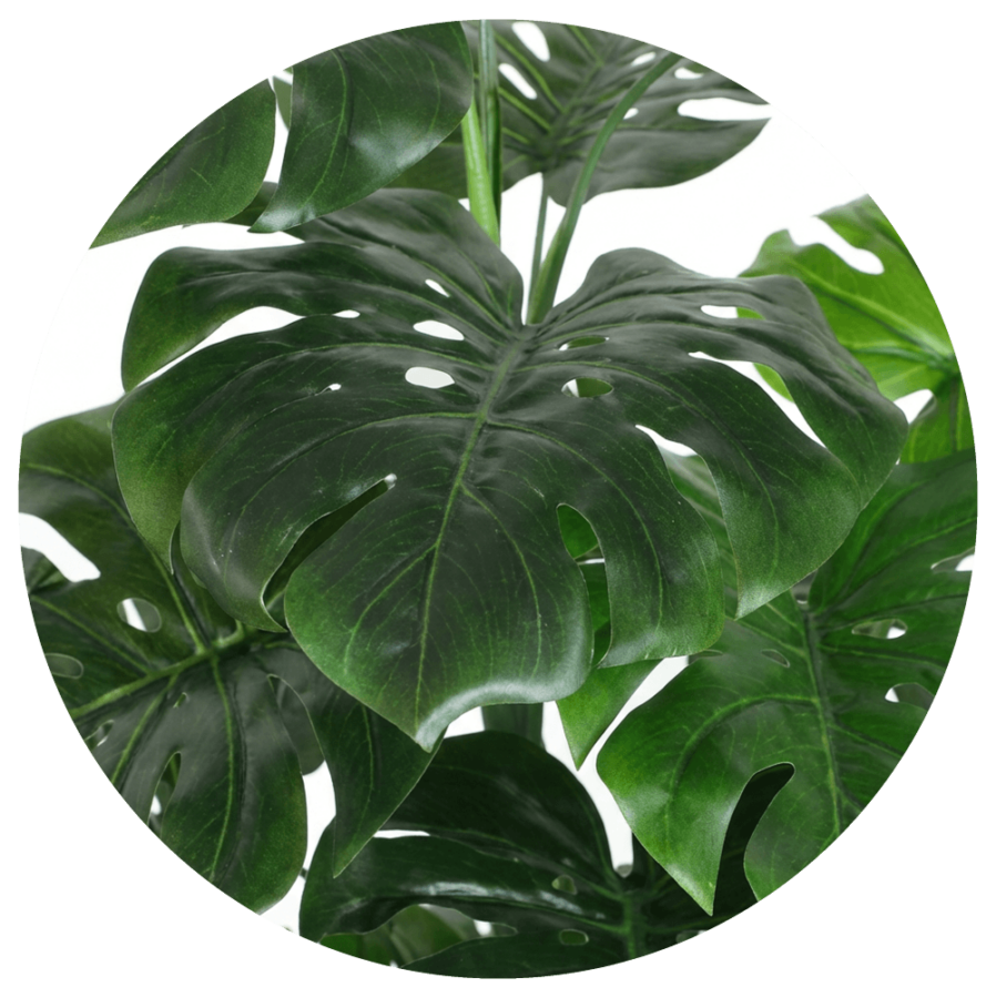 monstera-120-exterior-hoja-trepadora