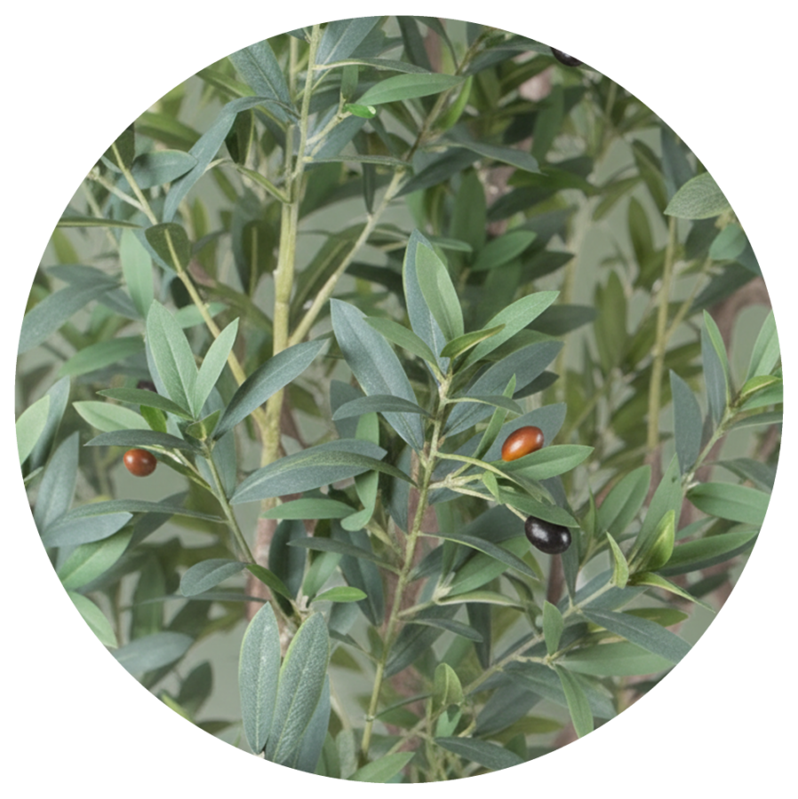 olivo-exterior-selvavita-220-cm-ambiente-hojas