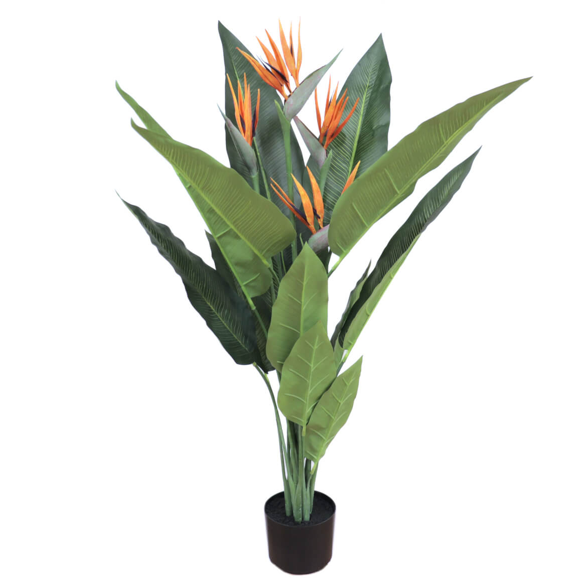 ave-del-paraiso-120-cm-en-flor-sterliztia