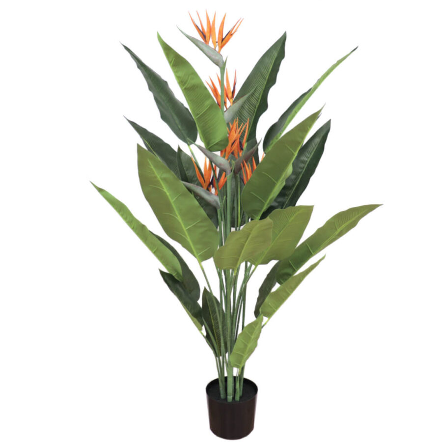 ave-del-paraiso-150-cm-en-flor-sterliztia